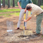 GFC Ranger Planting Moon Tree