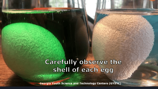 eggs in vinegar
